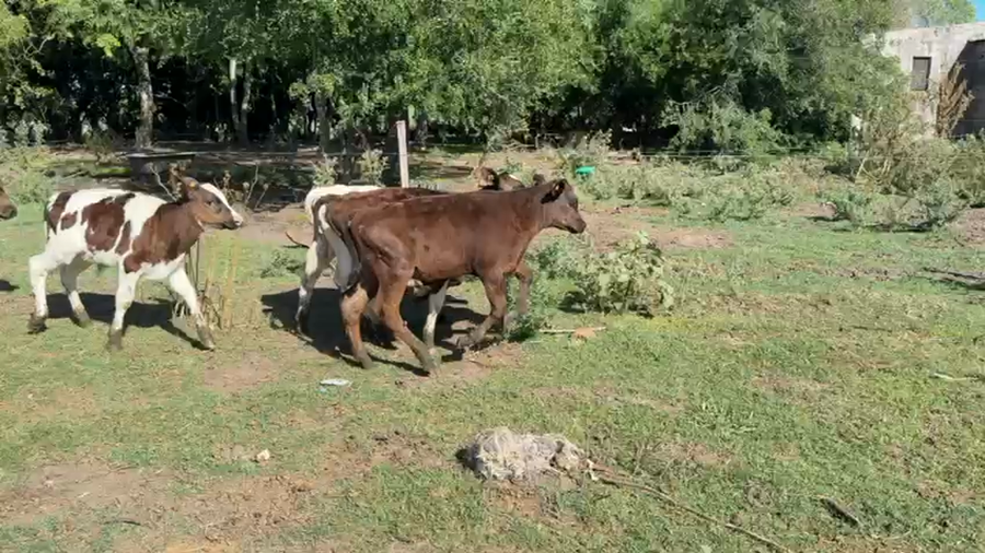 Lote TERNEROS