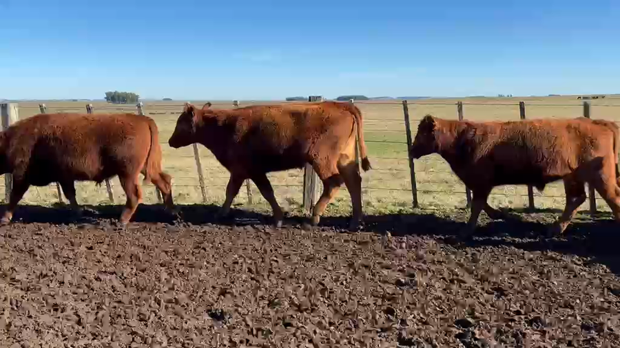 Lote 37 Novillos a remate en Feria General - Cardozo Negocios Rurales 360kg - , Rivera