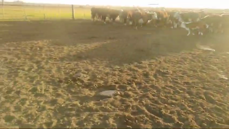 Lote 23 Vacas nuevas C/ cria EN PEHUAJO