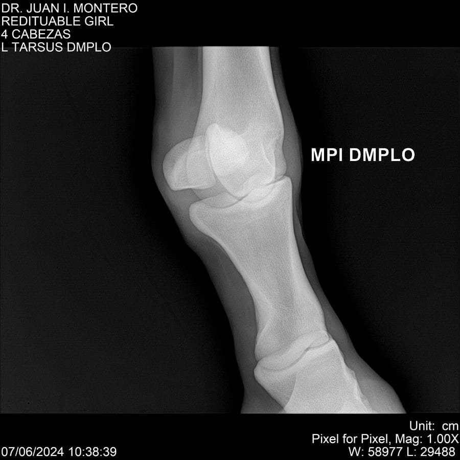 Lote REDITUABLE GIRL