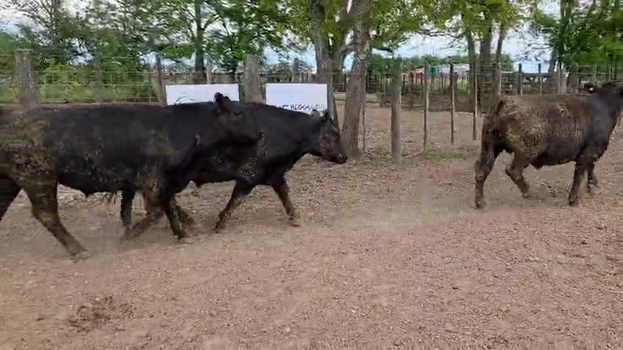 Lote 110 Novillo Exportacion UE