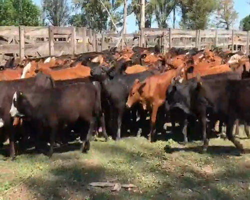 Lote 120 Terneros/as en Gran Guardia, Formosa