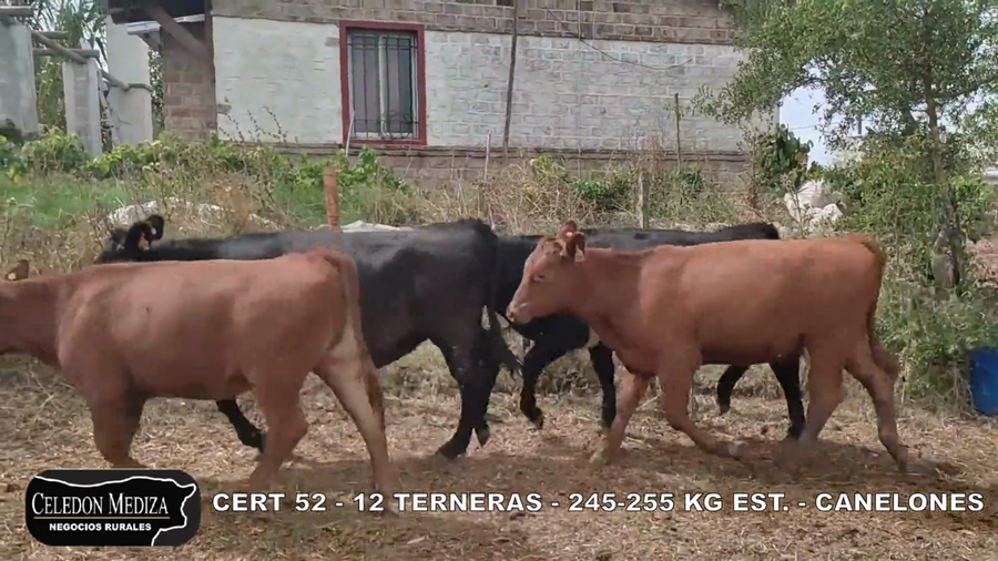 Lote 12 Terneras en Canelones