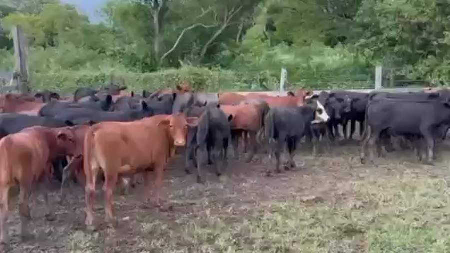 Lote 120 Terneros en Formosa, Clorinda