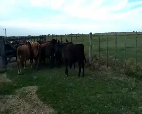 Lote 8 Terneros en Cañuelas, Buenos Aires