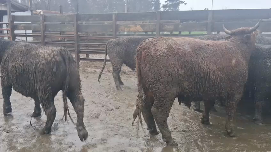 Lote 40 Novillo Gordo en Los Ángeles, VIII Región Biobío