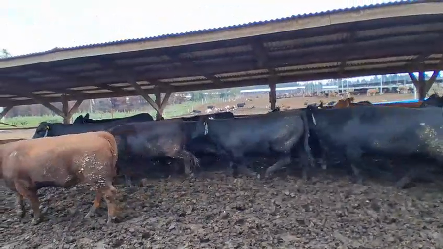 Lote 20 Vaquilla Gorda en Los Ángeles, VIII Región Biobío