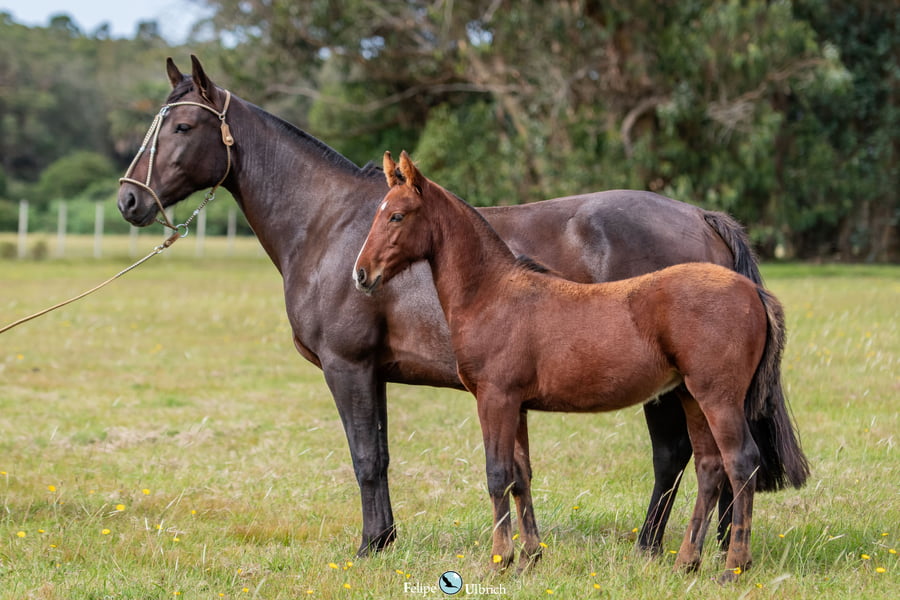 Lote JAGUEL SOMBRA-TE