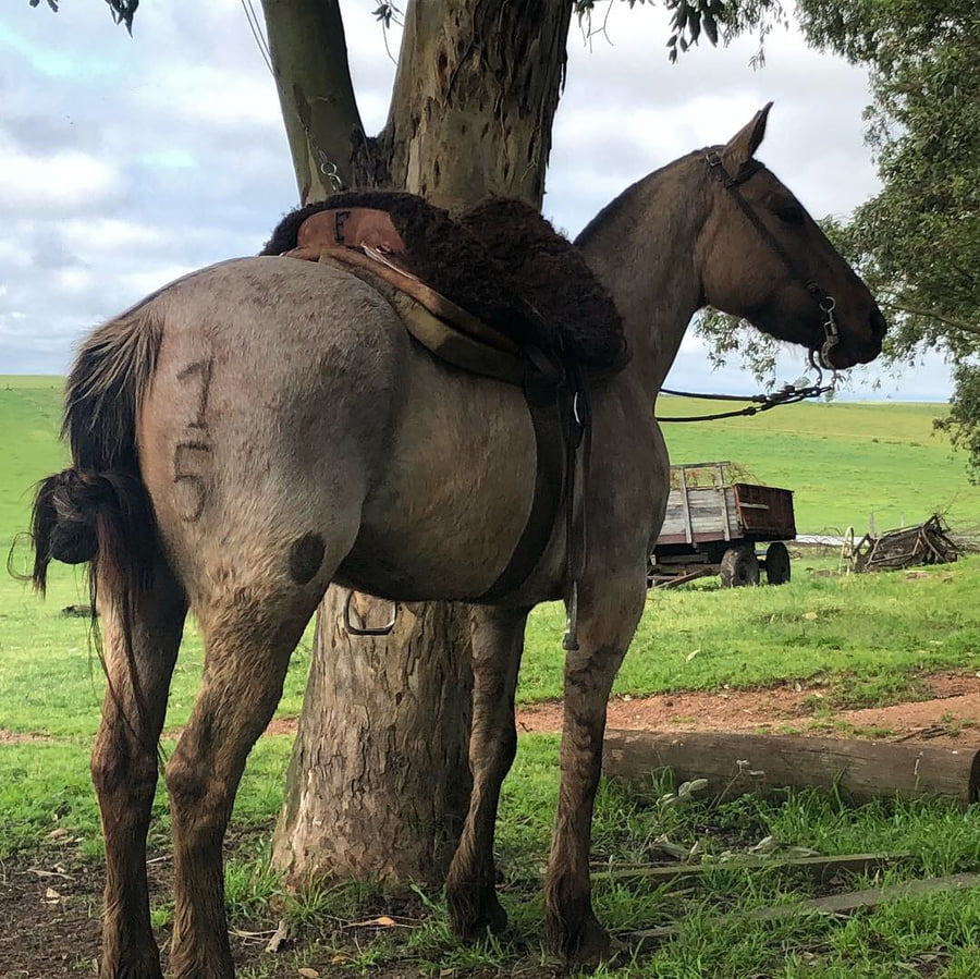 Lote Cabaña "Divisa Blanca" - RP 15 - Heroica Divisa Blanca