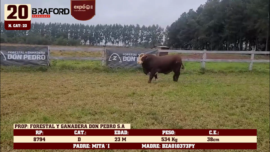 Lote LOTE 20