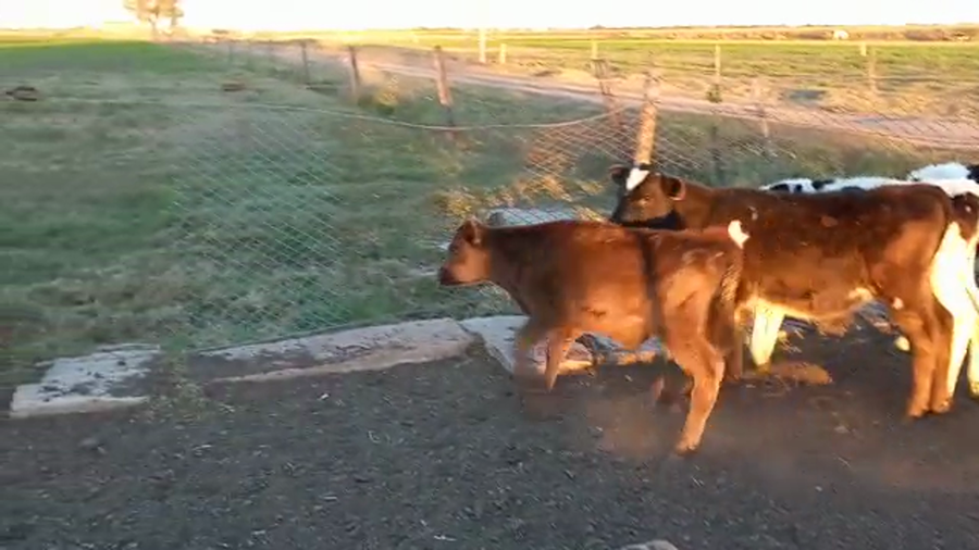 Lote 13 Terneros Holando Argentino en Pueblo Marini, Santa Fe