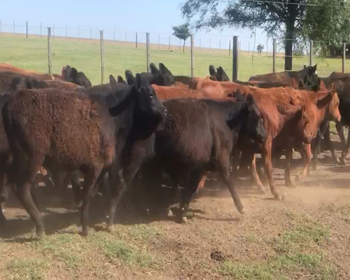 Lote 70 Terneros/as en Coronel Suarez, Buenos Aires
