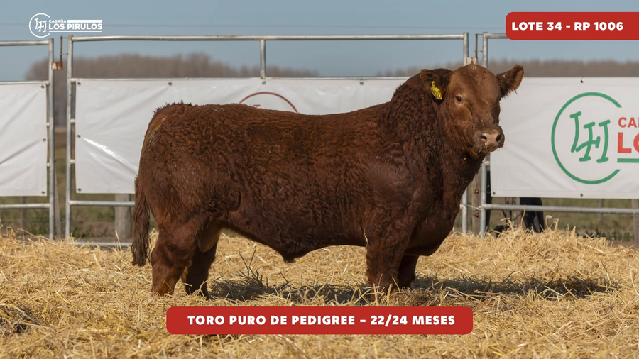 Lote TOROS PUROS DE PEDIGREE - 22/24 meses