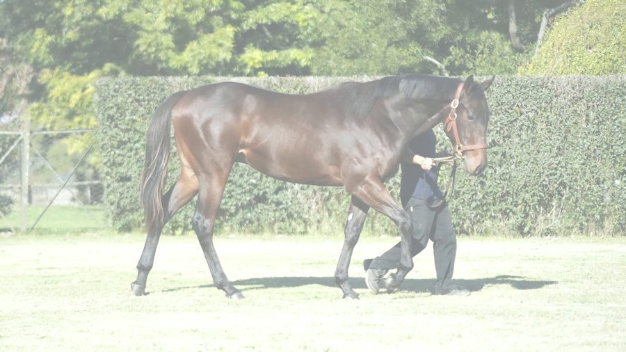 Lote SAM CANE (IVAR - STORMY MECHA)