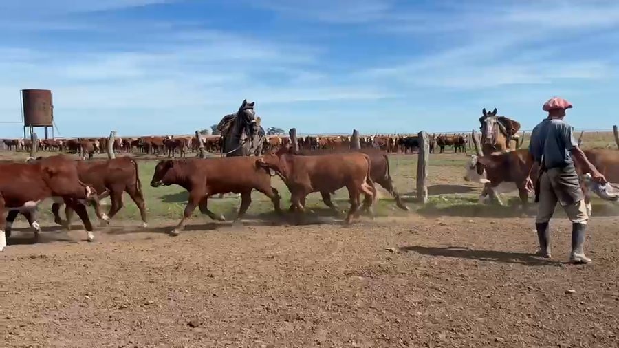 Lote 160 Novillitos en Corrientes, Mercedes