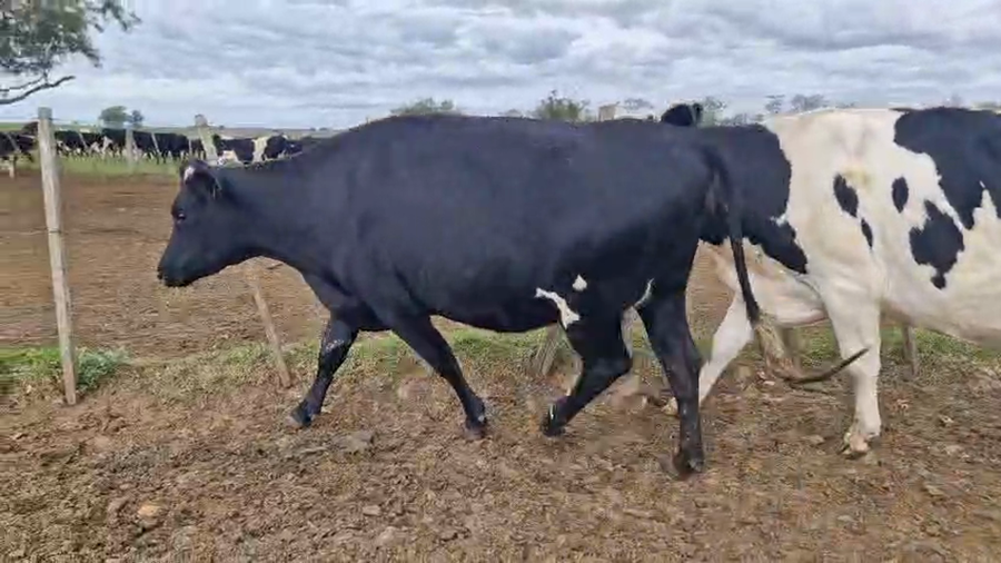 Lote 3 Vaquillonas  a remate en Pantalla Especial de Otoño, San José