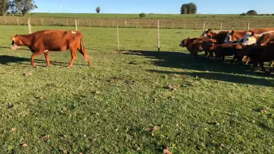 Lote 22 piezas de cria