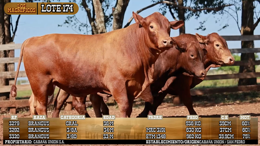Lote LOTE 174 - PANTALLA