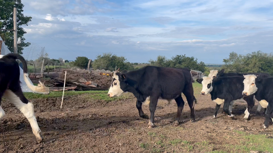 Lote TERNEROS Y TERNERAS