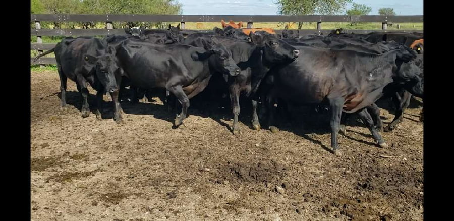 Lote 32 Vacas de invernar en Villaguay, Entre Ríos