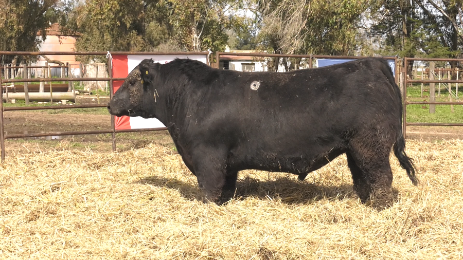 Lote TOROS ANGUS  PP