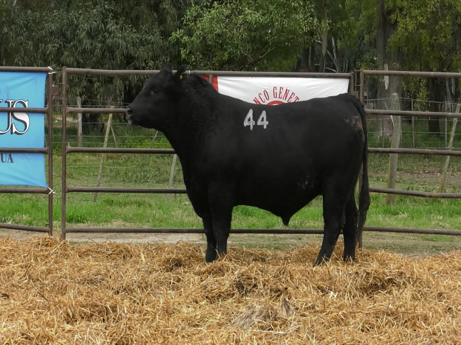 Lote TOROS ANGUS NEGROS PC