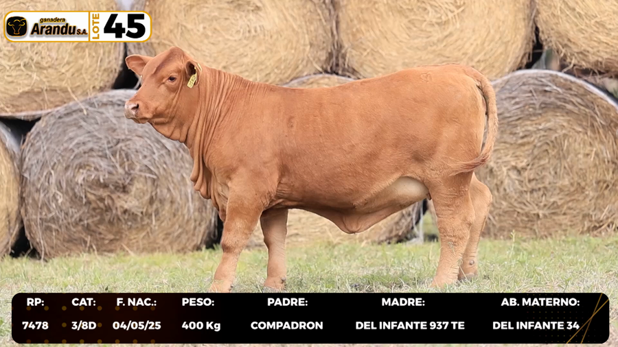 Lote LOTE 45