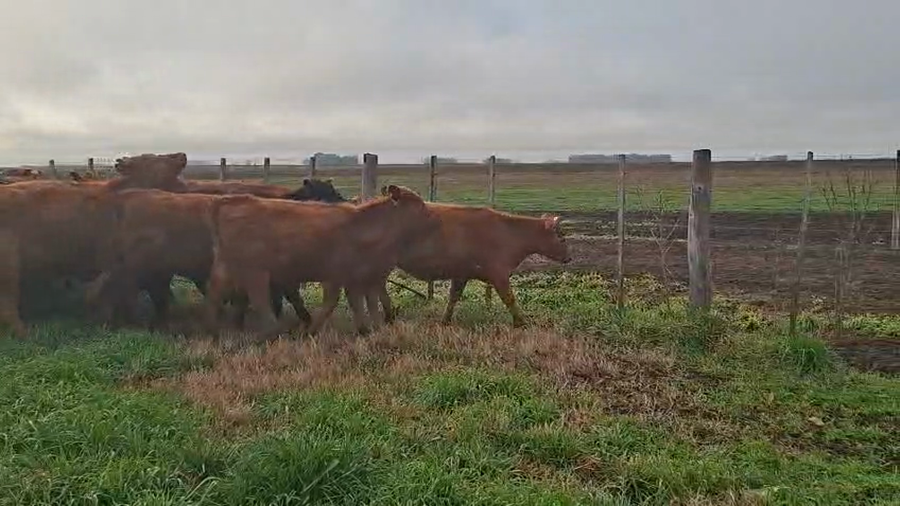 Lote 29 Terneras