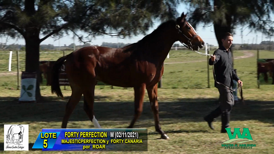 Lote FORTY PERFECTION