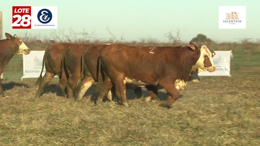 Lote Vaquillas Braford Planteleras Señal ´20-Preñadas IATF (22-12-2022) y Servicio Colectivo (01/01/23 al 05/02/23)