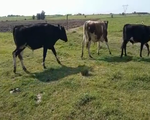 Lote (Vendido)9 Novillos holando a remate en 1º Remate Virtual 320kg -  en Colonia Italia