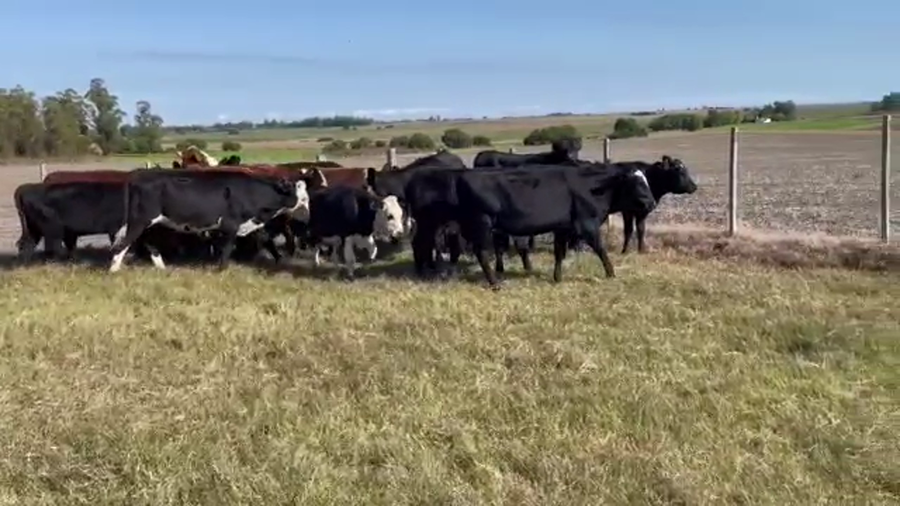 Lote 16 Terneras AA/ CRUZA a remate en 4to remate ENTRE MARTILLOS 226kg -  en San Ramon