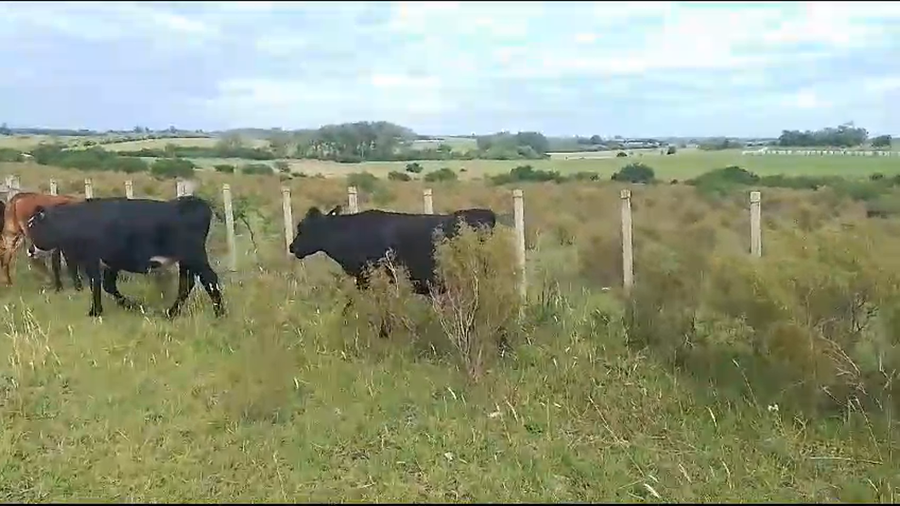 Lote novillos HE AA CR 12