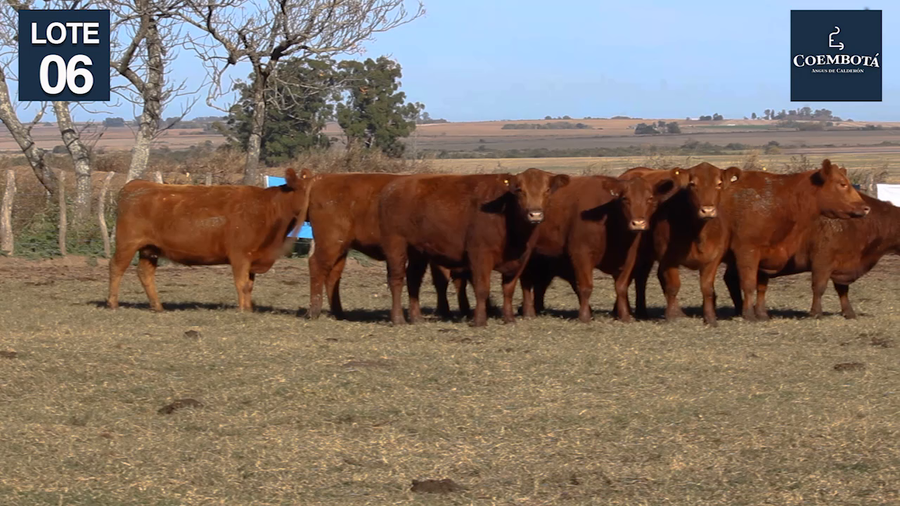 Lote CABAÑA "COEMBOTA" DE CALDERON VIENTRES PC Y MAS COLORADOS PREÑADOS