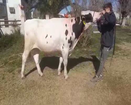 Lote San santiago virgilo 5171