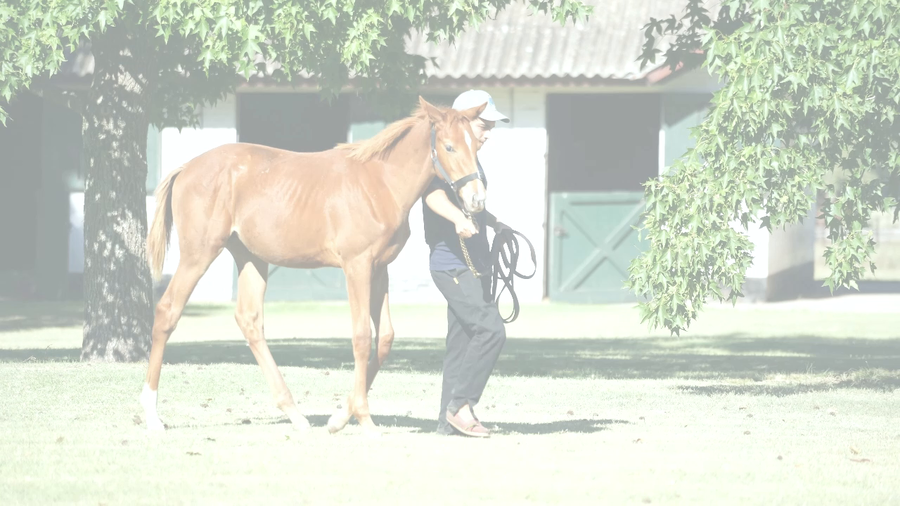 Lote REGUAPA (IMPERADOR - PURE BENGALI)