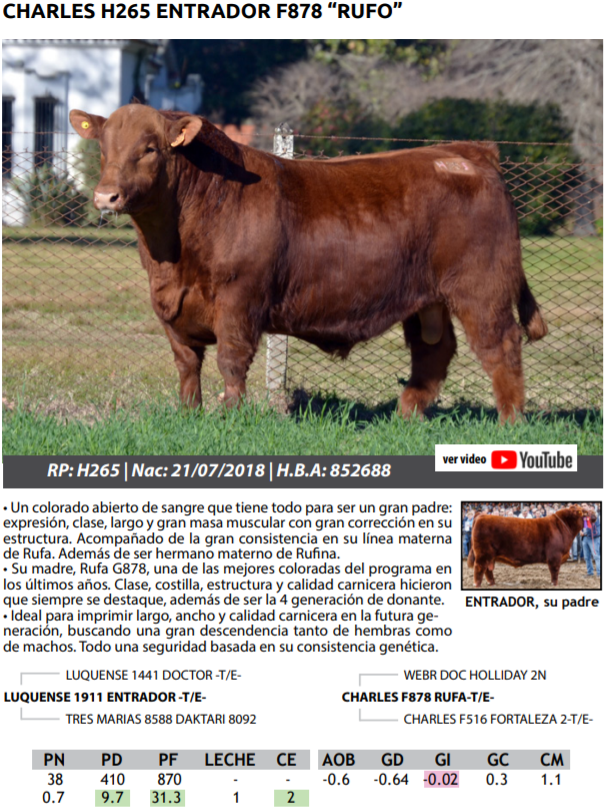 Lote TOROS PEDRIGREE