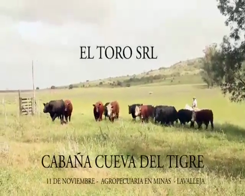 Lote Toros a remate en Toros en el Campanero 2021, Lavalleja