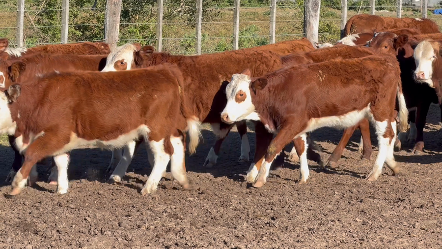 Lote 64 Terneros/as en Corrientes, Goya