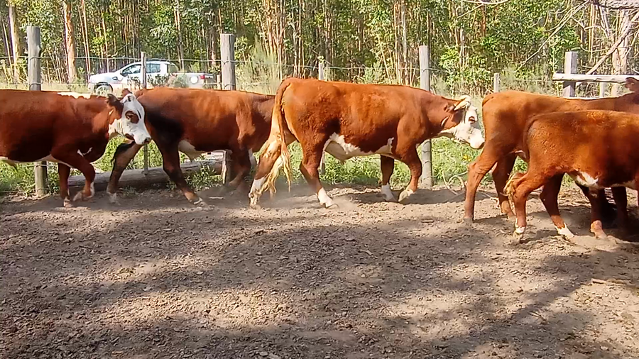 Lote 7 Novillitos