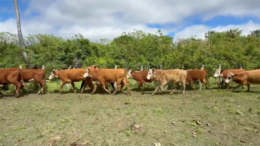 Lote 110 Terneras