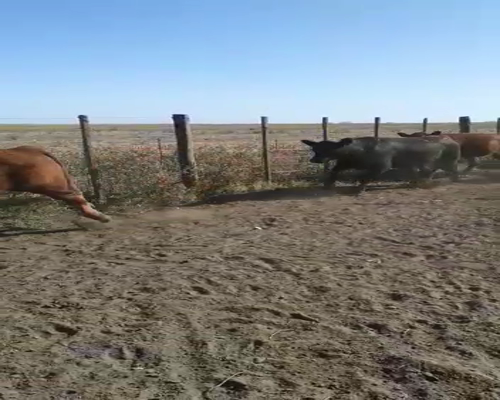 Lote 13 Terneros en Gral. Lamadrid, Buenos Aires