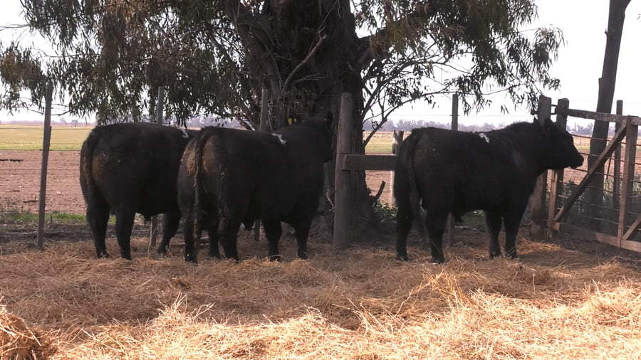 Lote TOROS PUROS POR CRUZA 