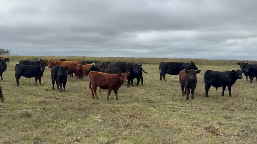 Lote 117 Terneros en Buenos Aires, Balcarce