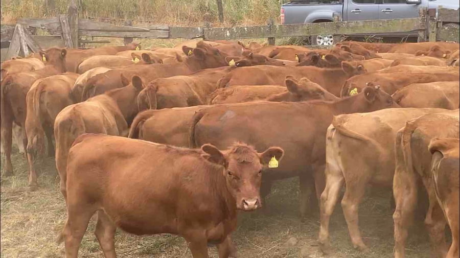 Lote 57 Vaquilla Engorda en Río Negro, X Región Los Lagos