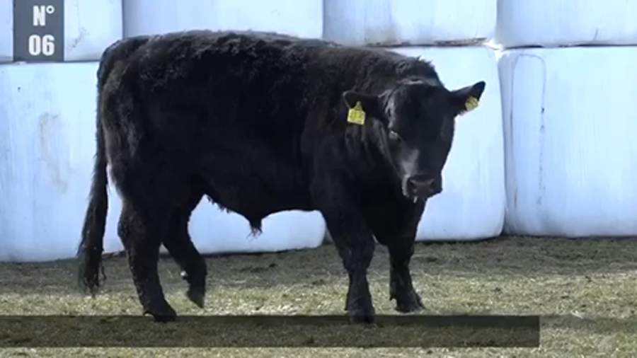 Lote 1 Toro en Coyhaique, XI Región Aysén