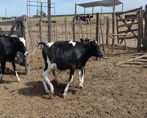 Lote 26 Terneros en Pueblo Marini, Santa Fe