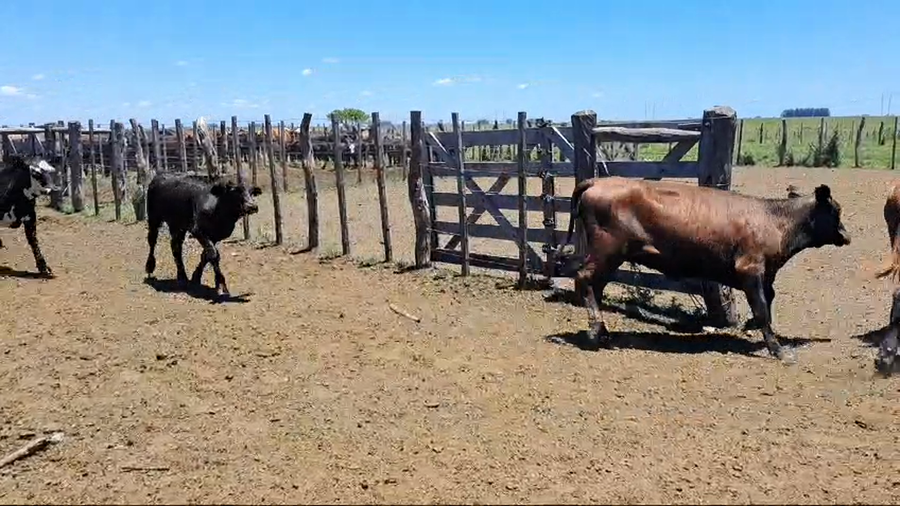 Lote 72 Terneros/as