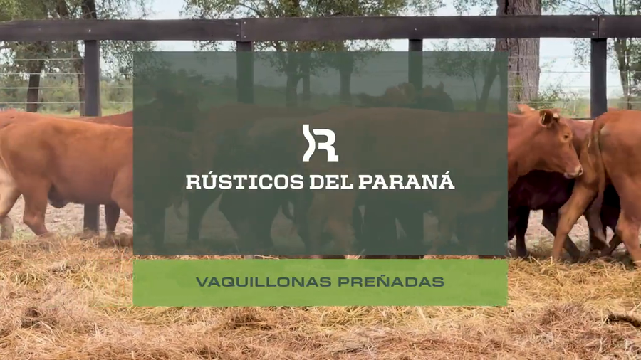 Lote VAQ. PREÑADAS GENERALES