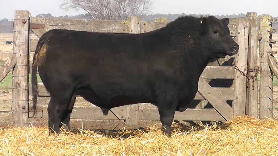 Lote TOROS PUROS POR CRUZA